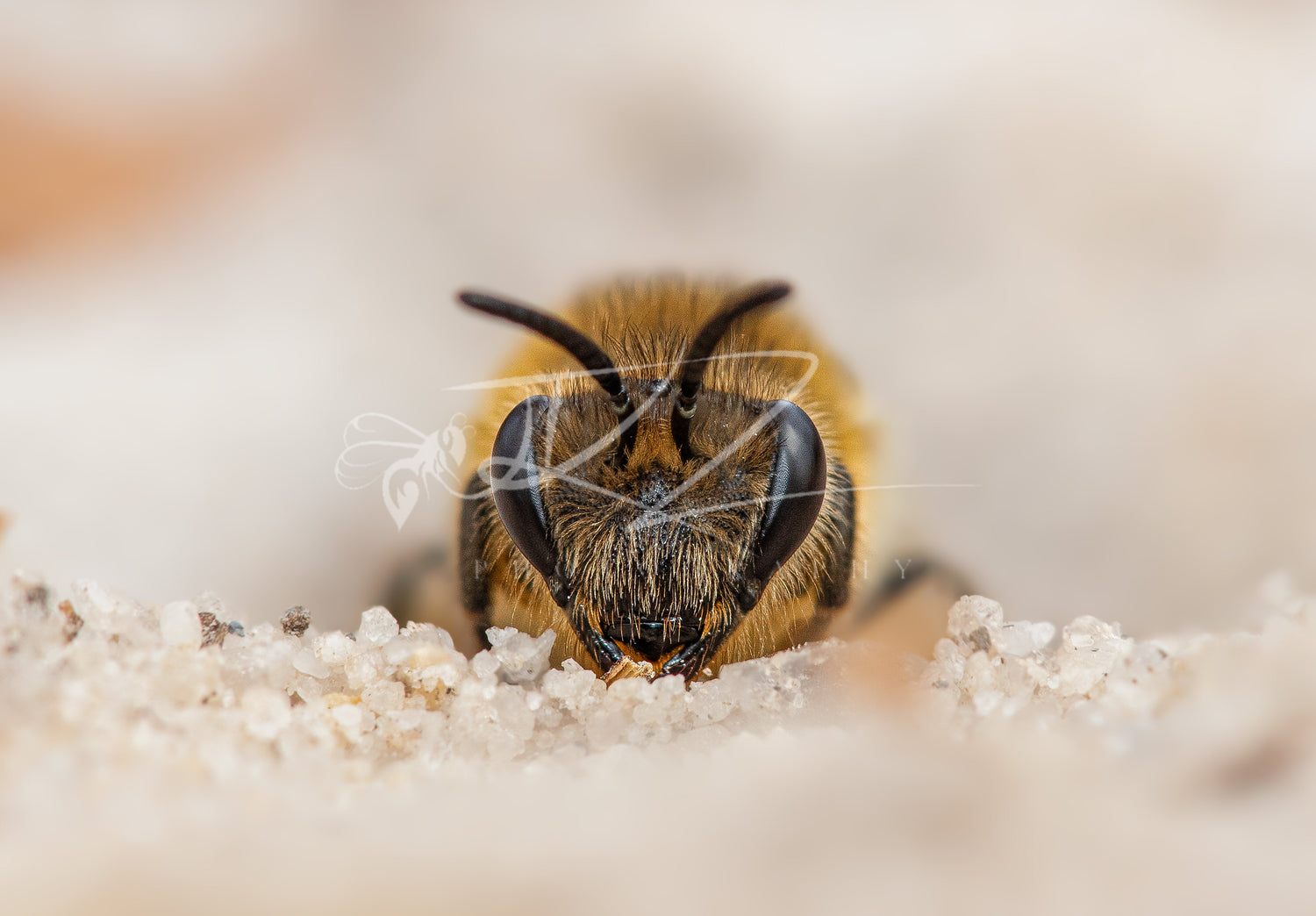 A Collection of Nature’s Finest Macro Moments