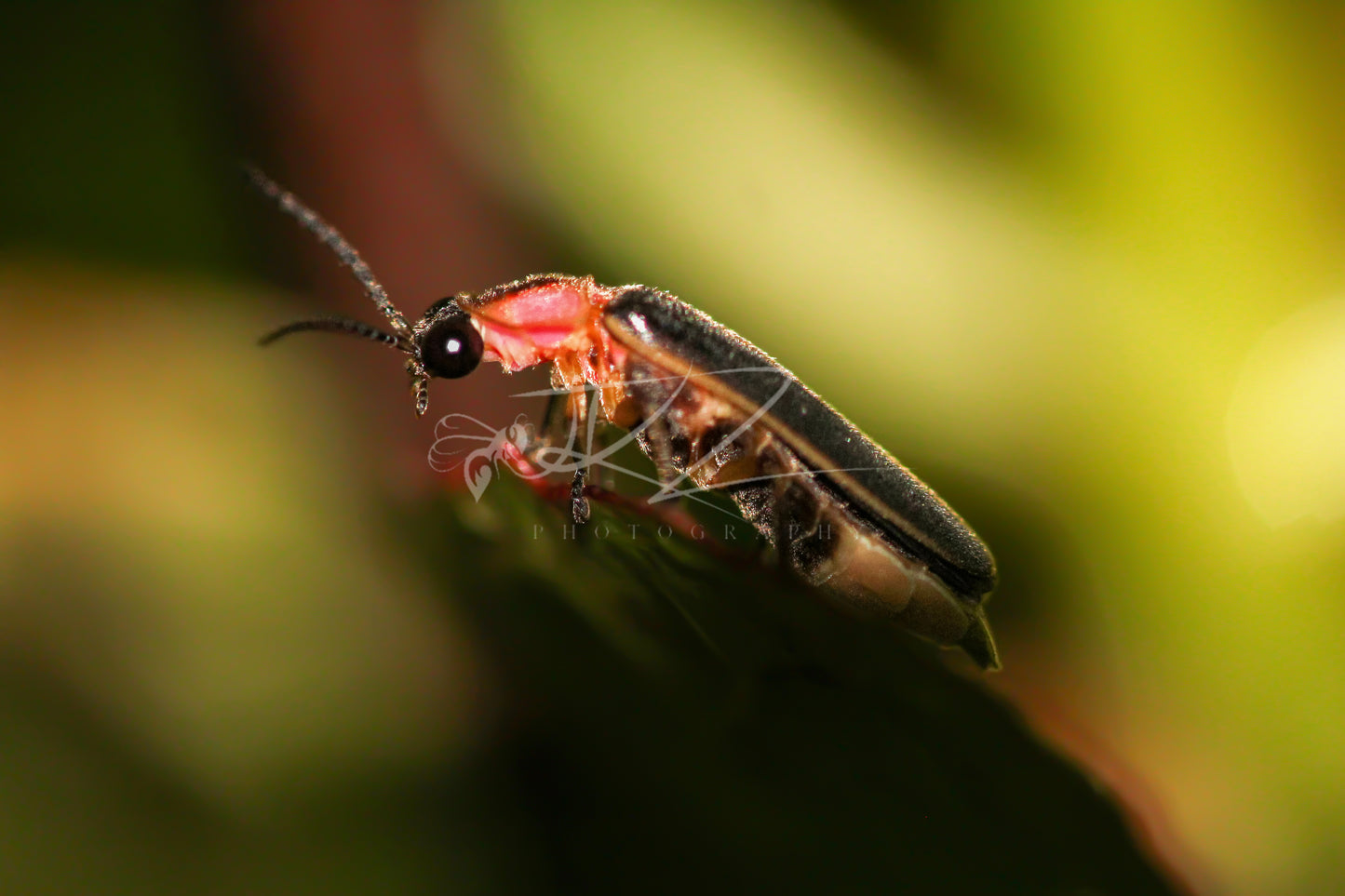 The Luminous Voyager: A Firefly’s Prelude