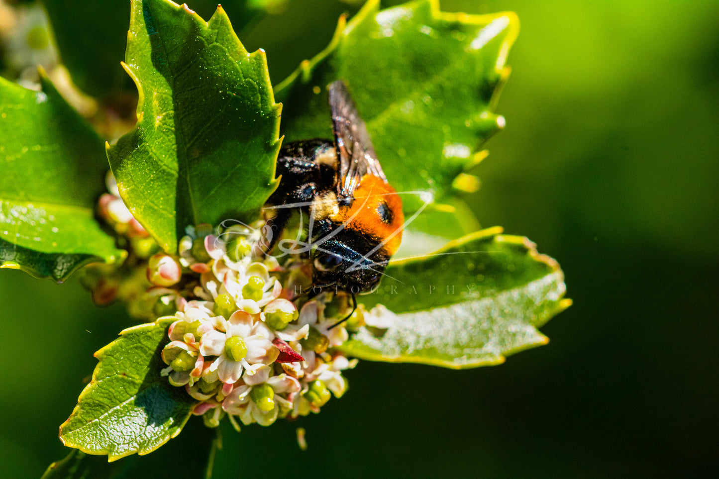 Bumblebee Bliss – Nature’s Pollinator in Action (Digital Download)