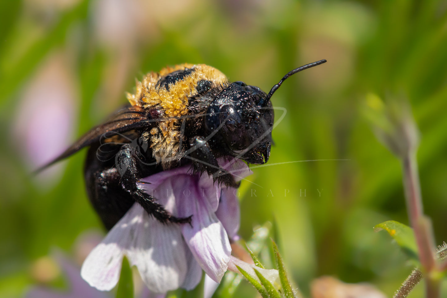 Between Wings and Wildflowers – Female Carpenter Bee XI