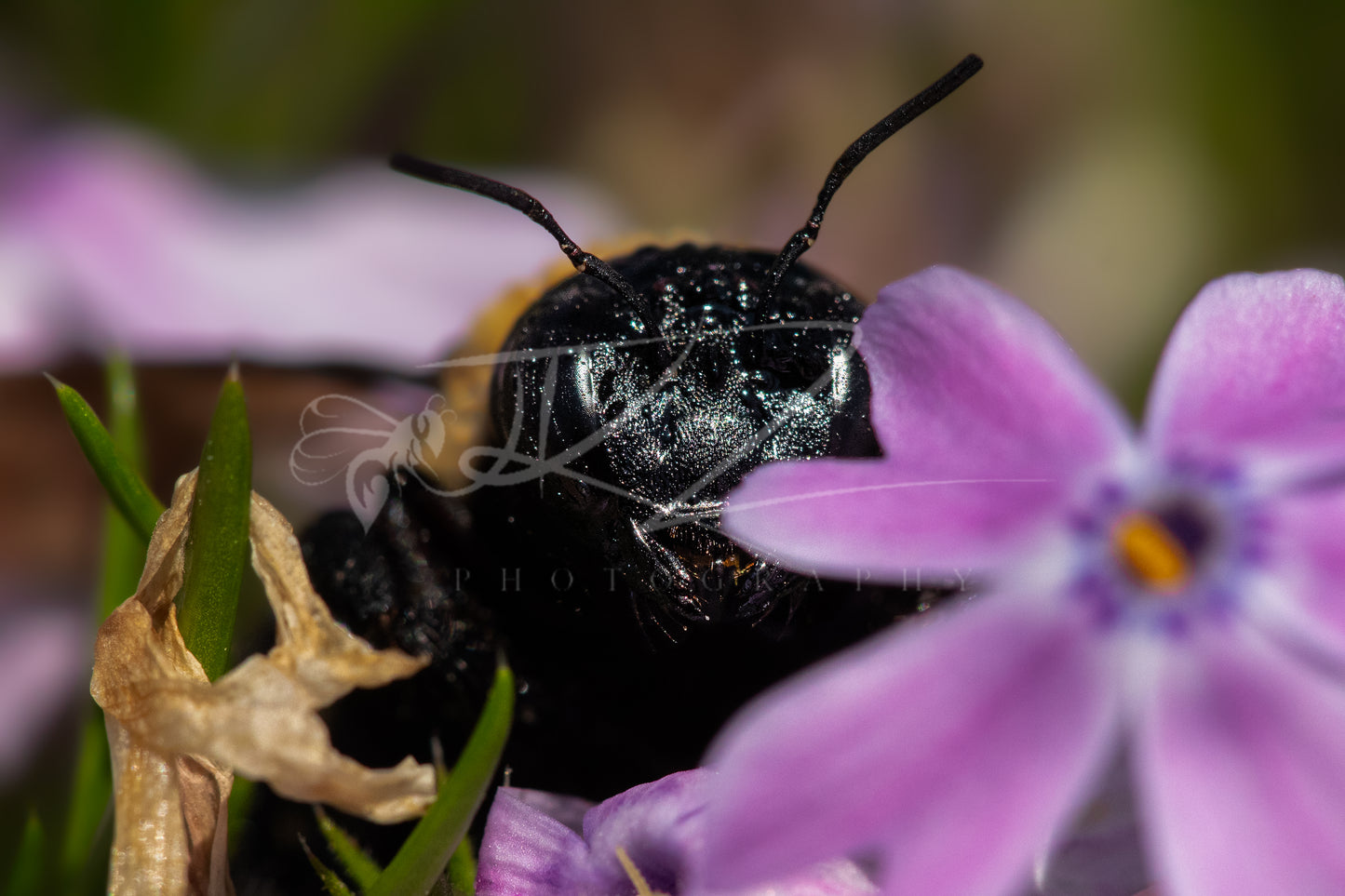 Between Wings and Wildflowers – Female Carpenter Bee II