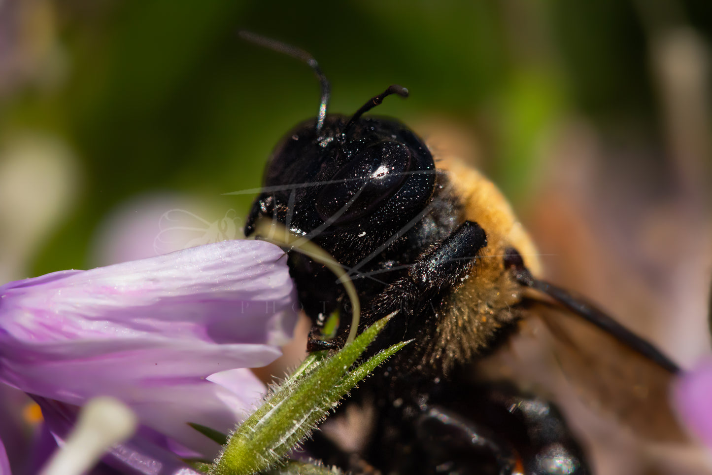 Between Wings and Wildflowers – Female Carpenter Bee IV