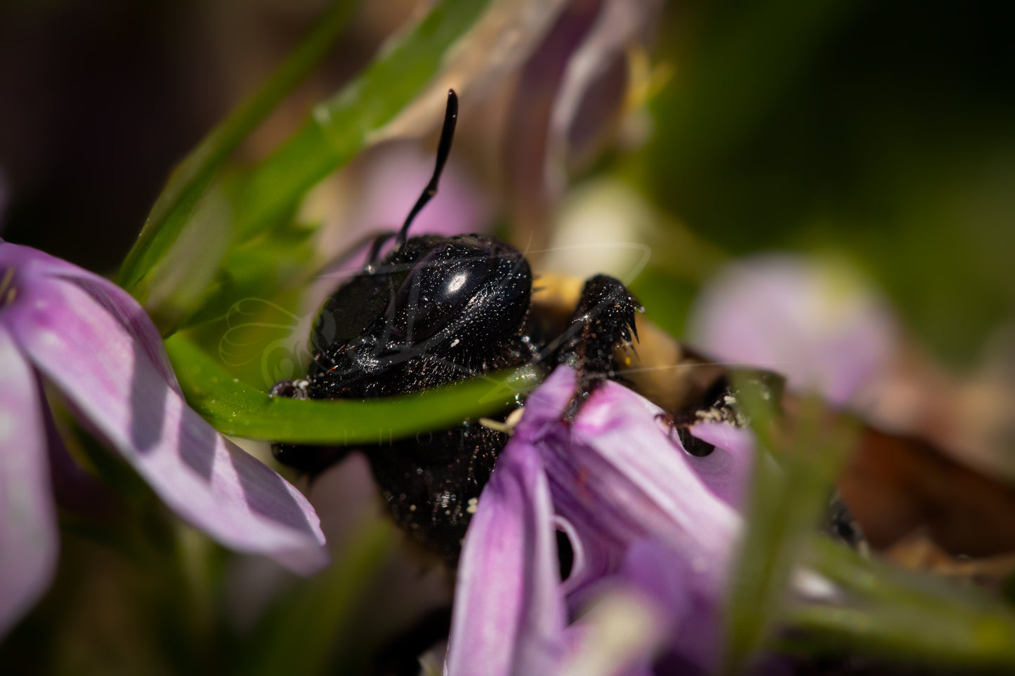 Between Wings and Wildflowers – Female Carpenter Bee V