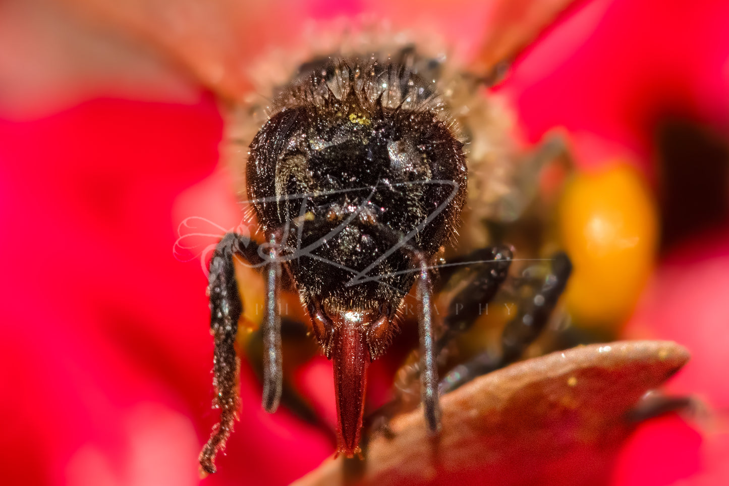 Wings, Petals, and Precision: A Honeybee Masterpiece
