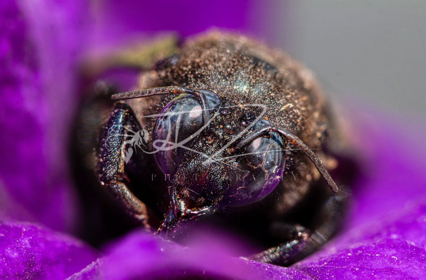 Midnight Pollinator: A Macro Perspective (Digital Download)