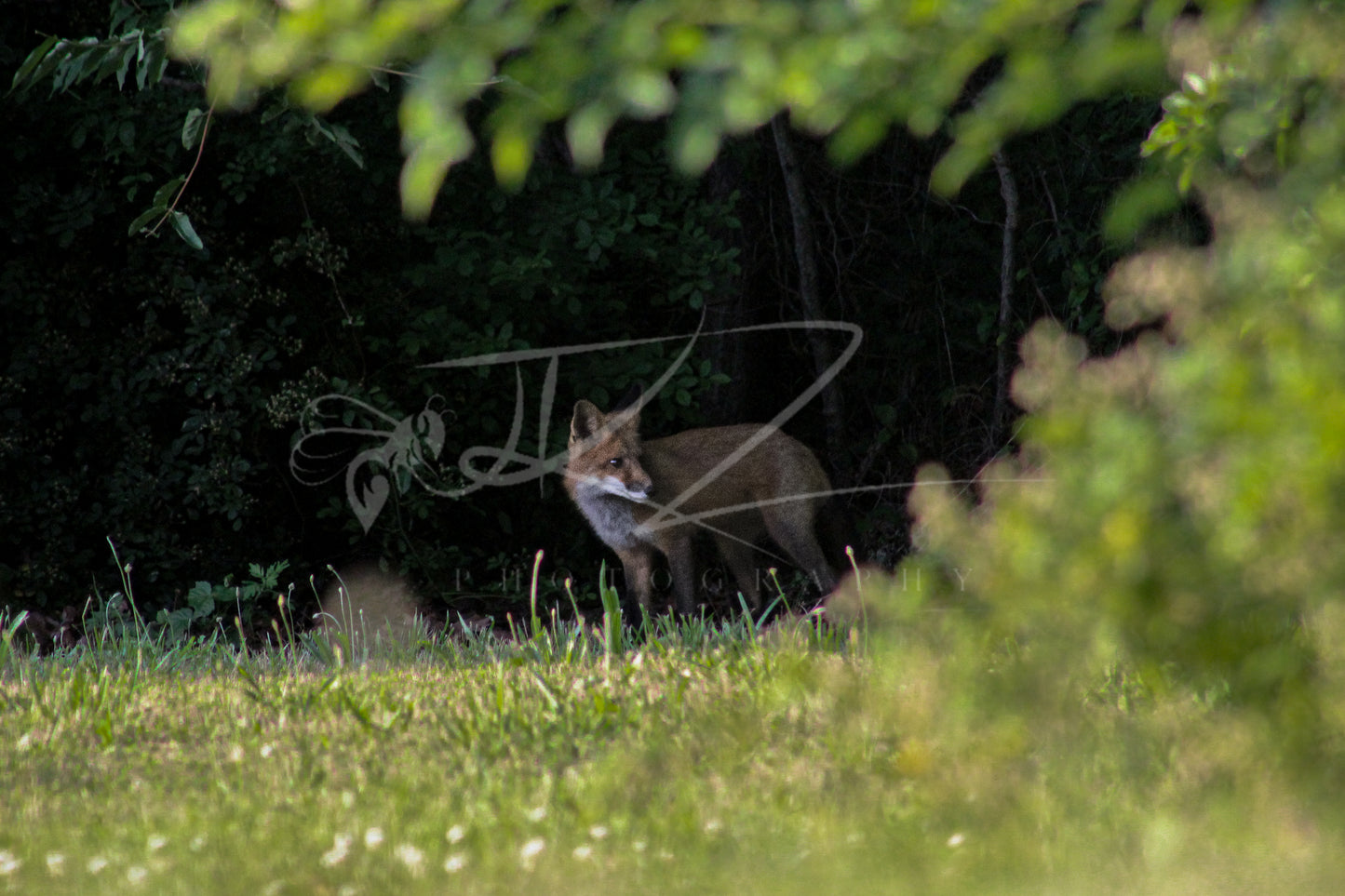 Fox of the Forgotten Realm II