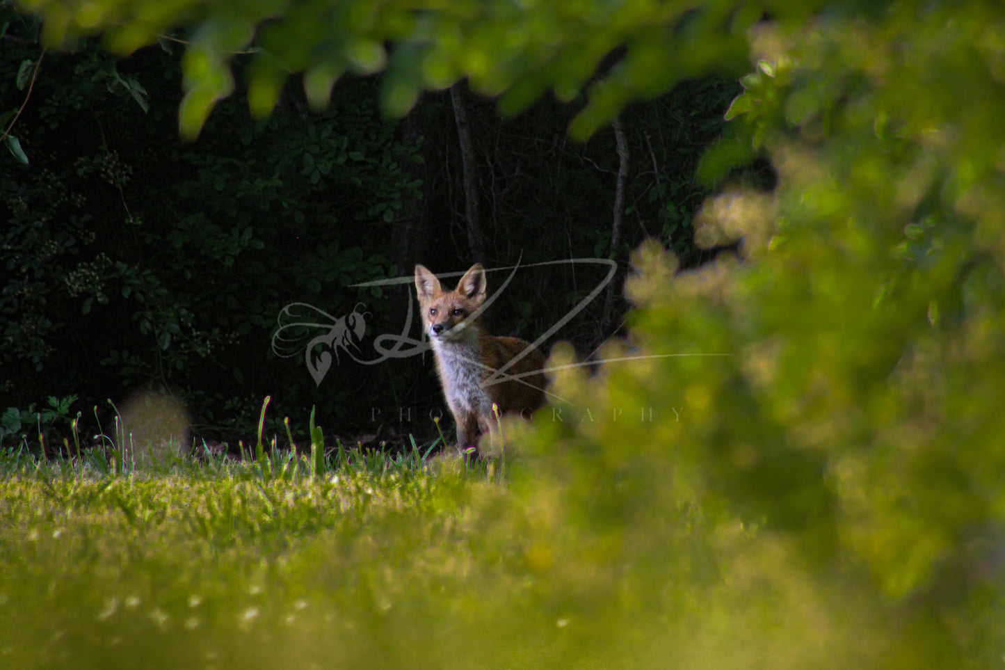 Fox of the Forgotten Realm I
