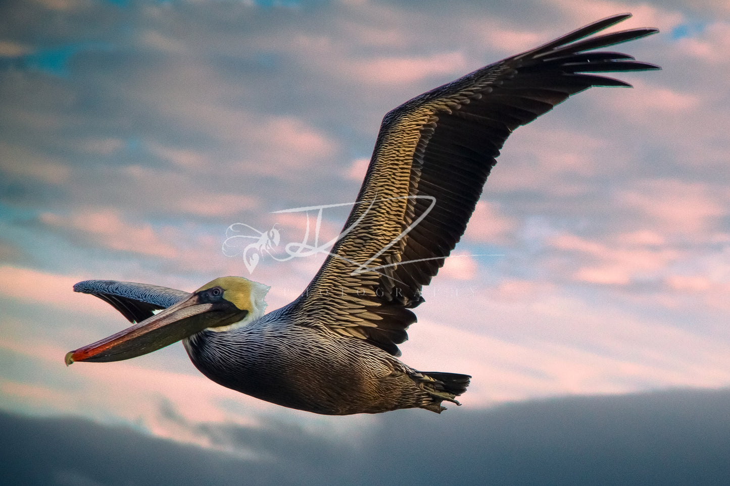 Grace in Flight, a Pelican’s in Sight