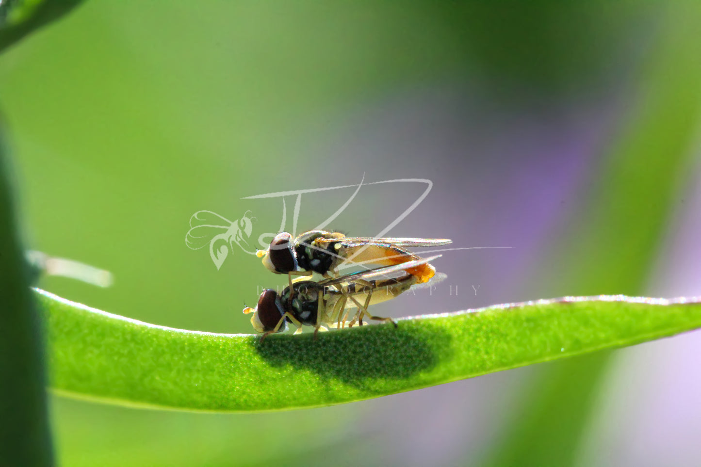 Whispering Wings – A Secret Moment in Nature