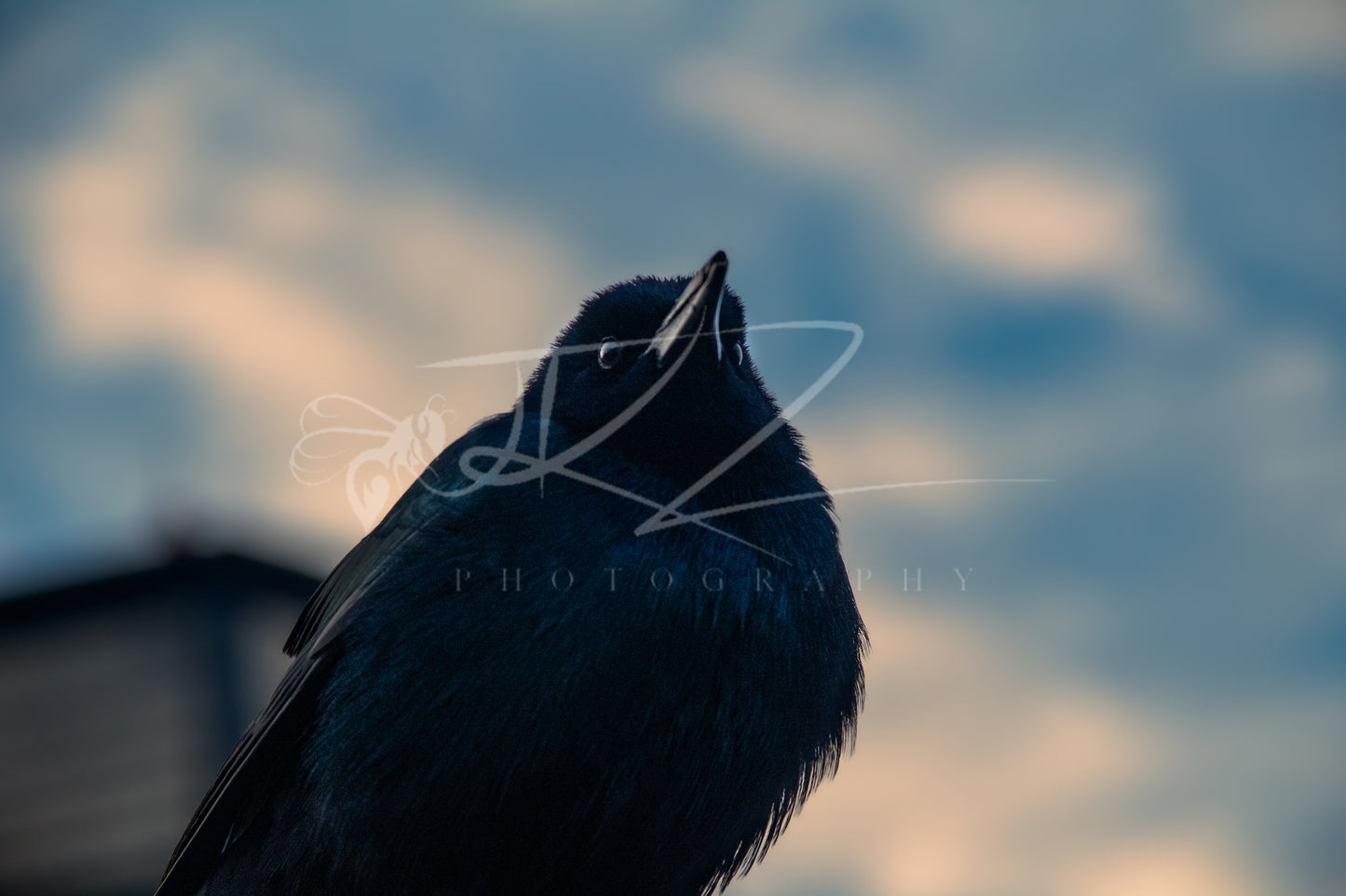 The Watchful Grackle