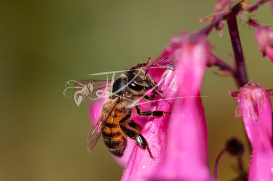 A Moment in Bloom – Honeybee’s Vital Moment