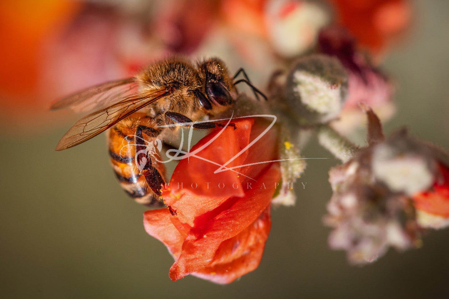 Drenched in Nectar, Bathed in Gold