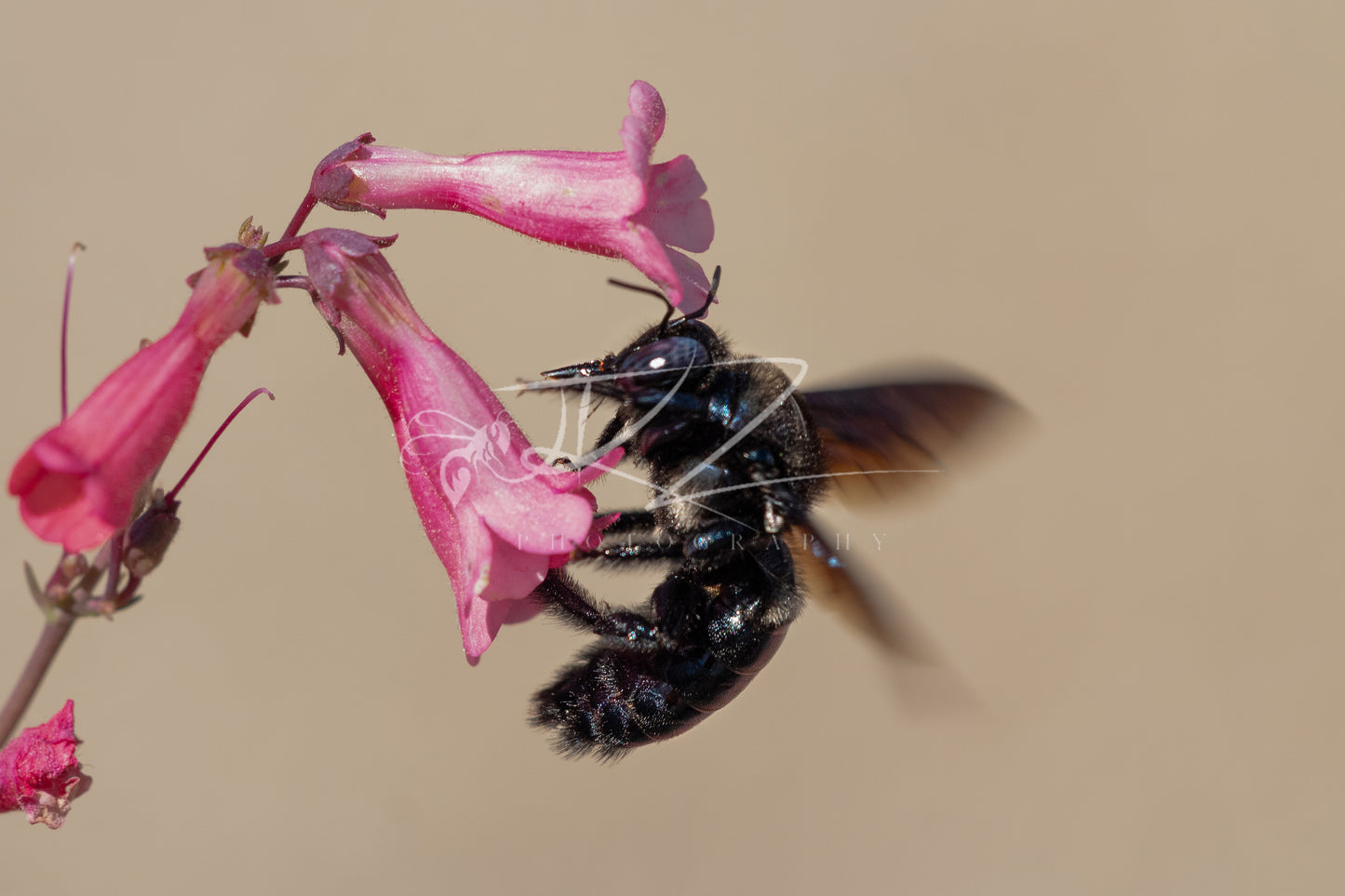The Aerial Raider: Carpenter Bee in Action