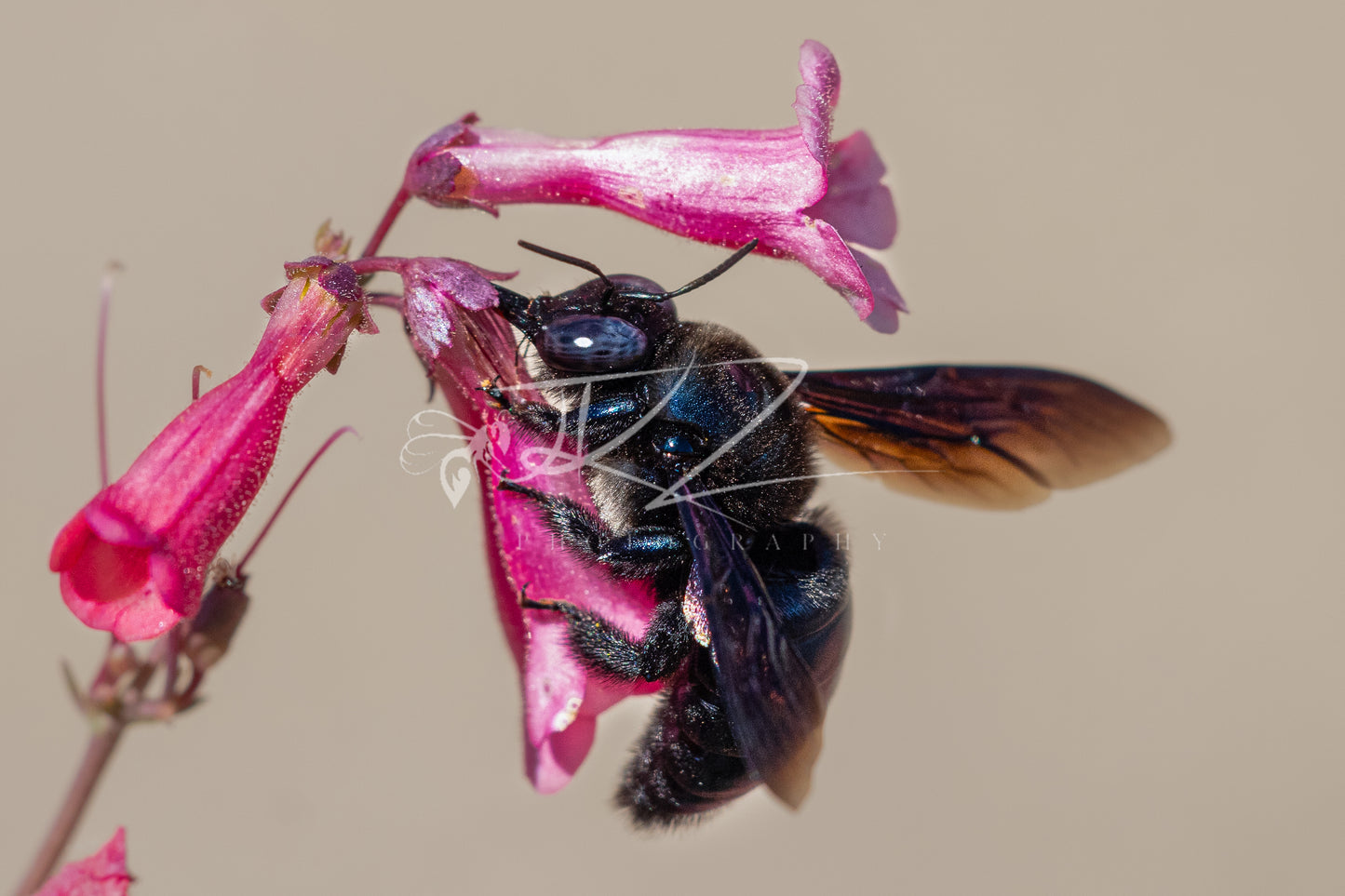 Shadowed Wings and Scarlet Blossoms