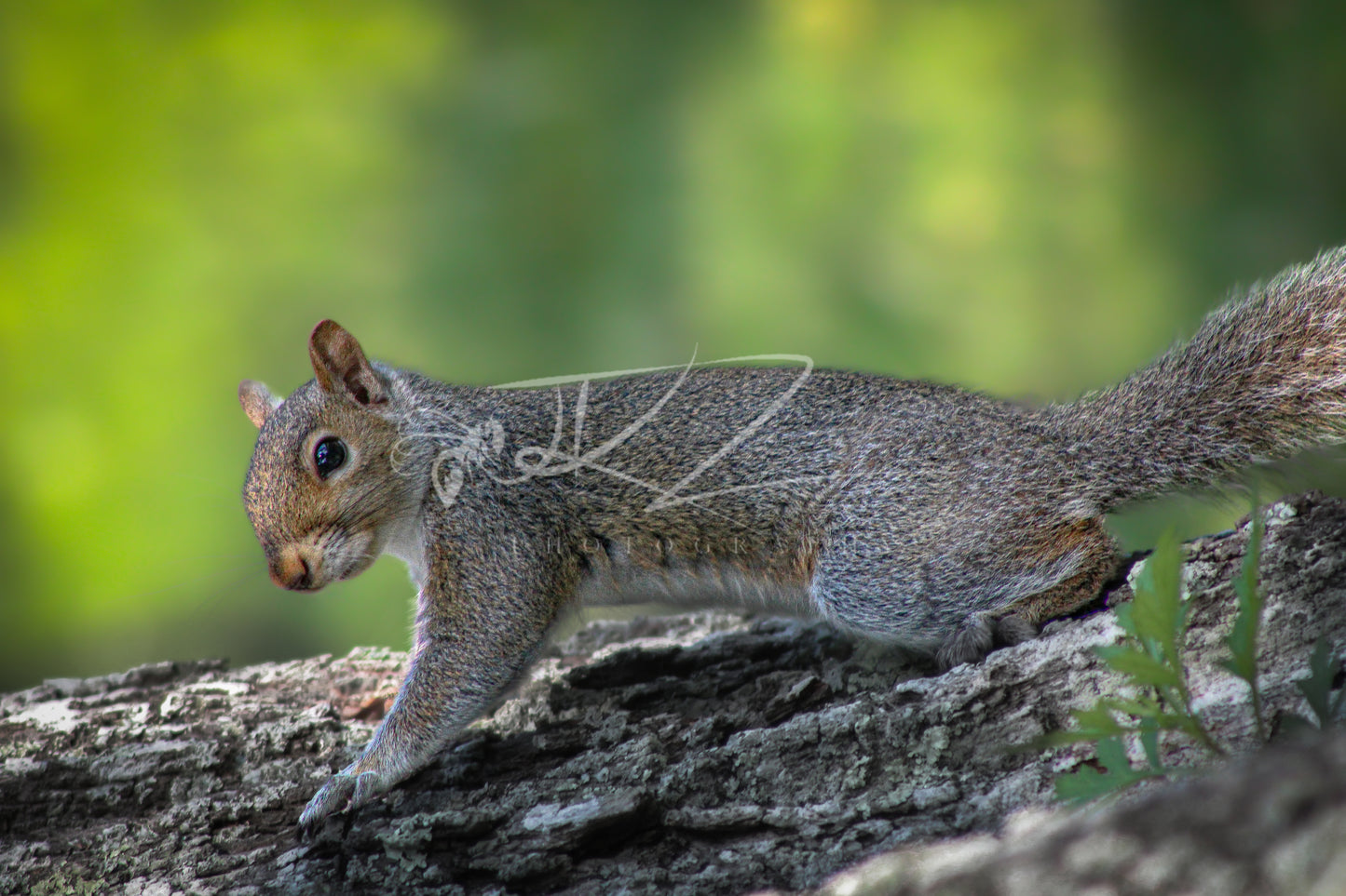 Guardian of the Trees