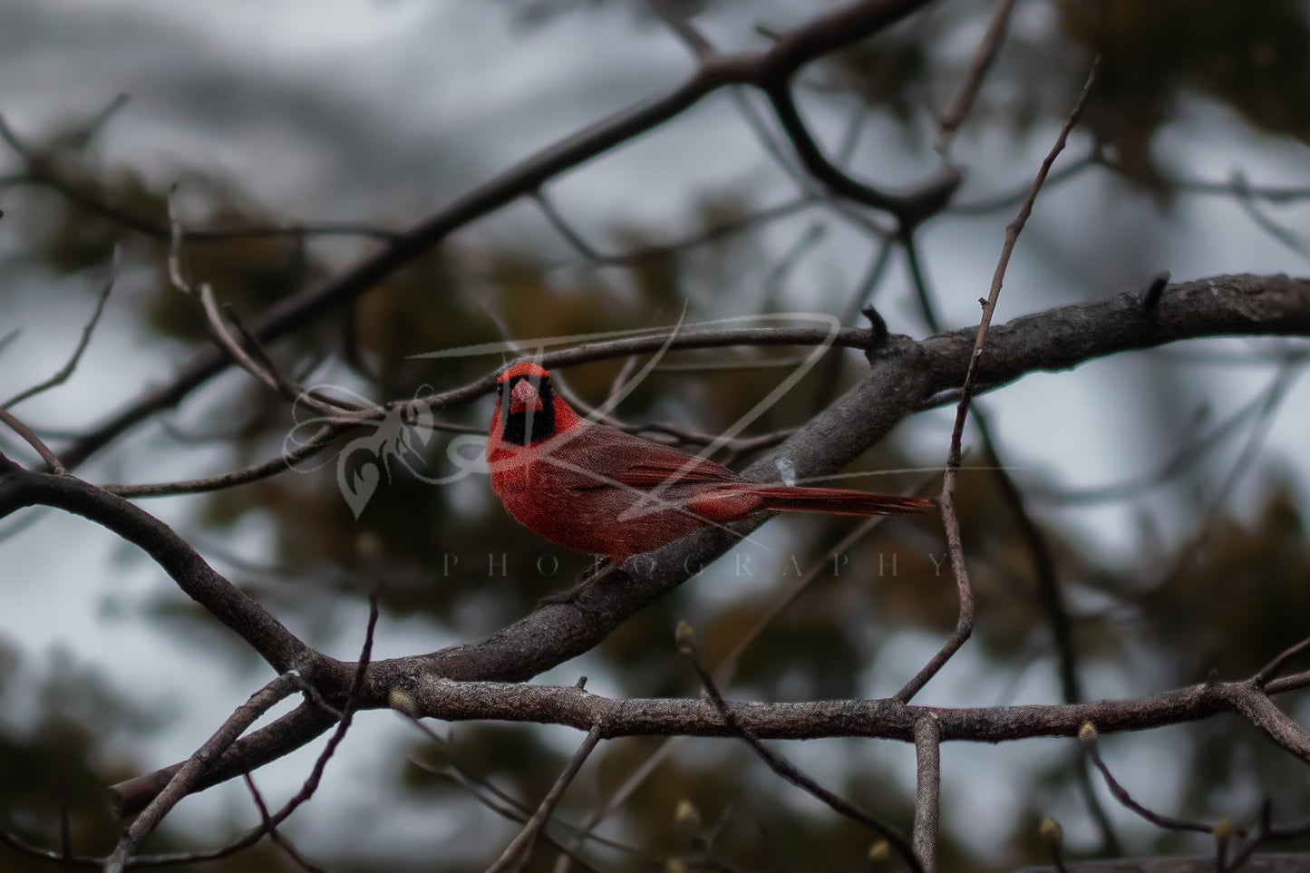 Nature's Ruby