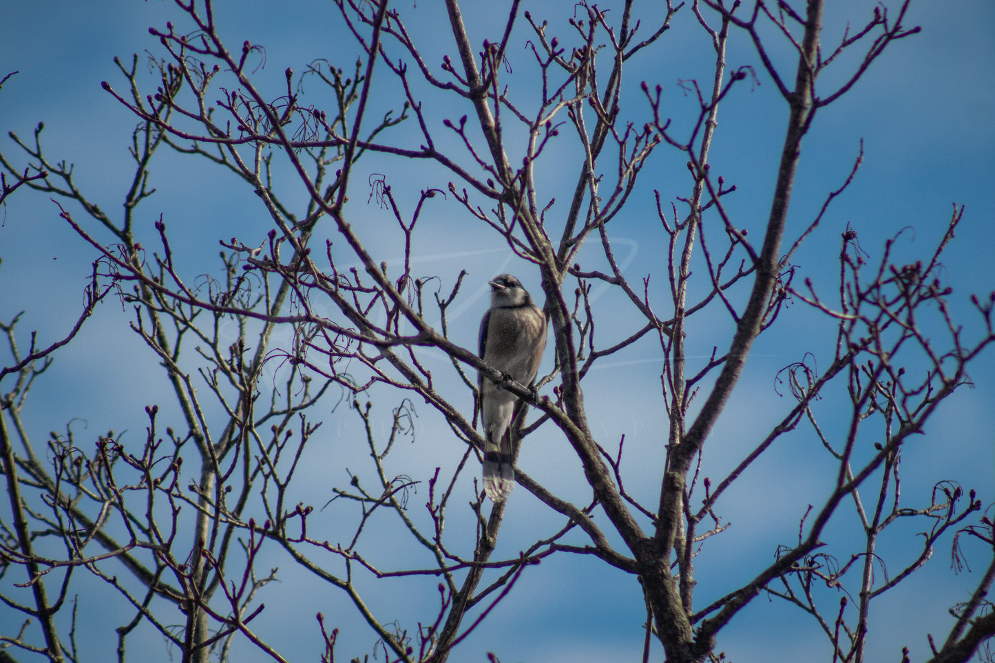 Blue Jay, Blue Jay, Among the Branches