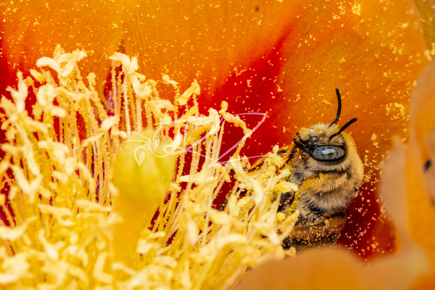 Bathed in Nectar and Light (Digital Download)