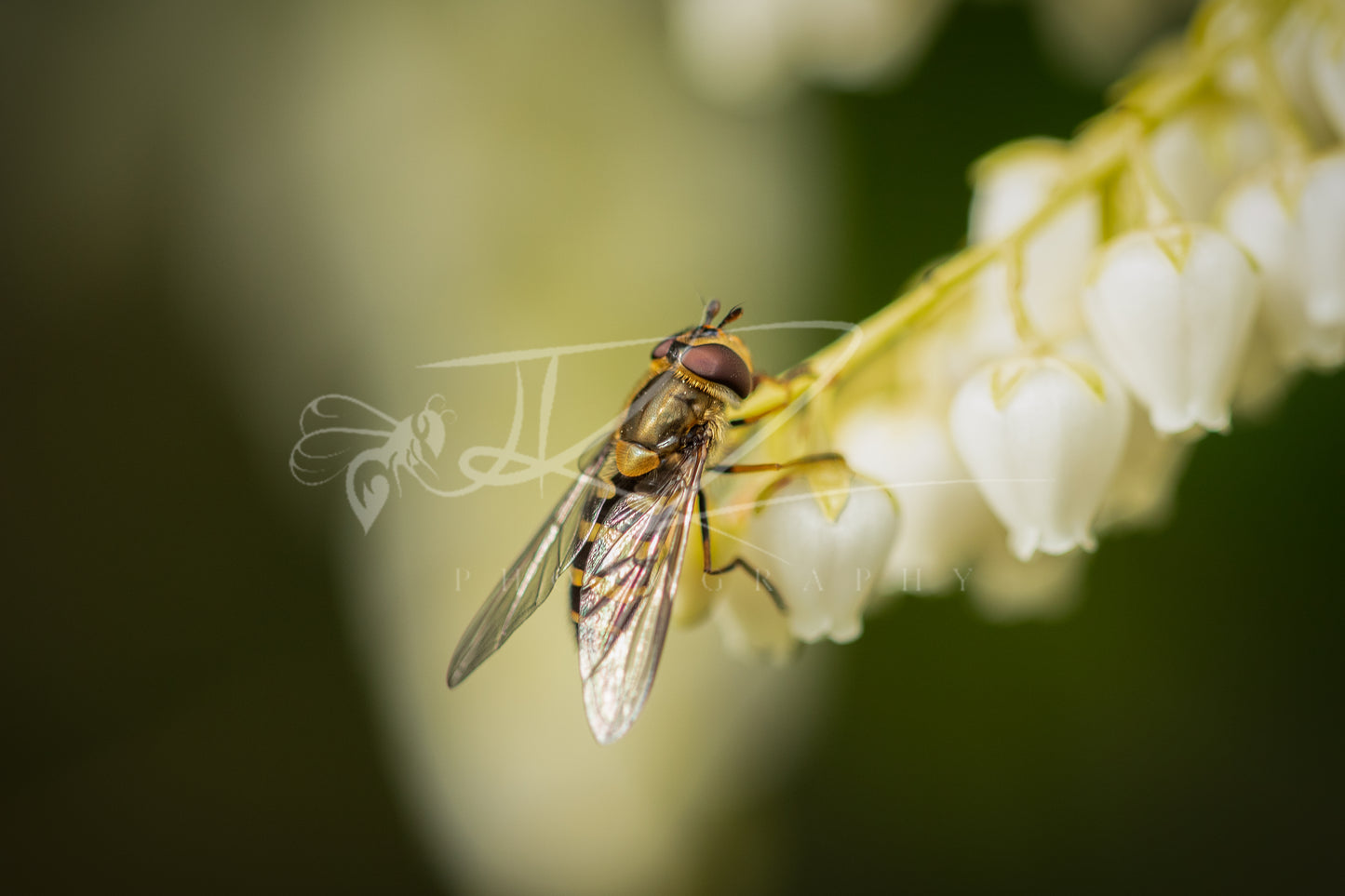 Glasswing and Ivory