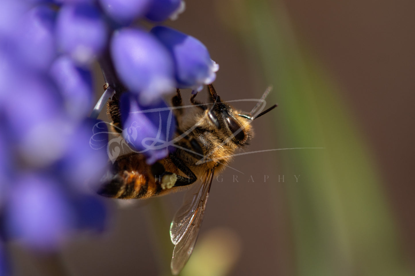 Harvest in Violet: The Honeybee I