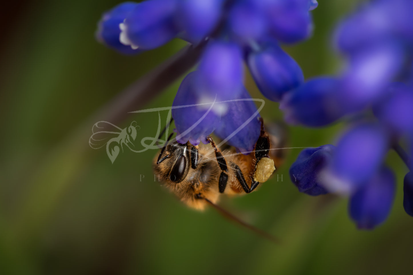 Harvest in Violet: The Honeybee II