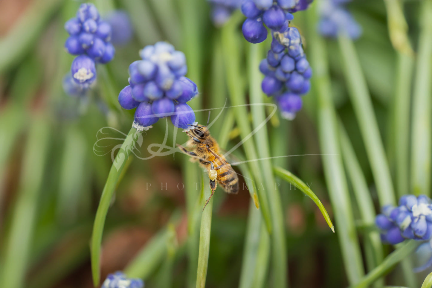 Buzz to Bloom