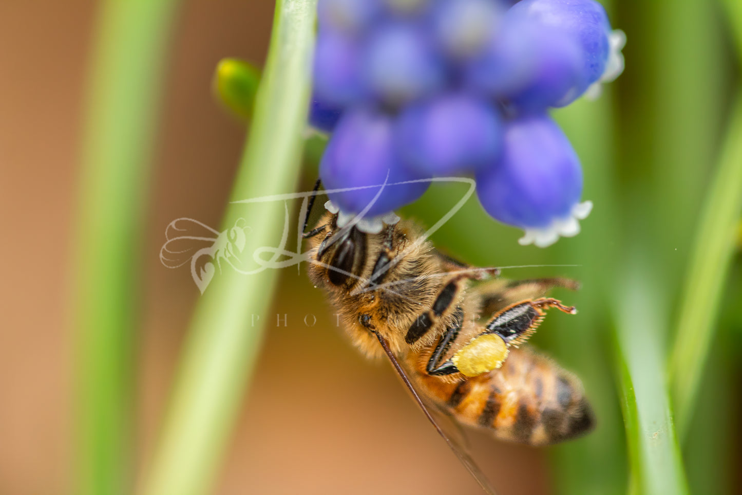 Harvest in Violet: The Honeybee III