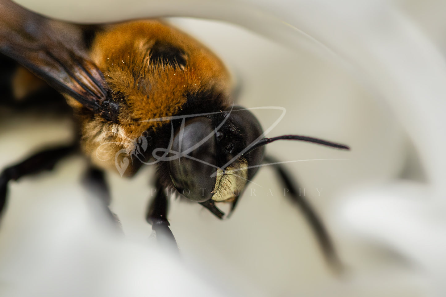 Golden Monarch: The Male Carpenter Bee IV