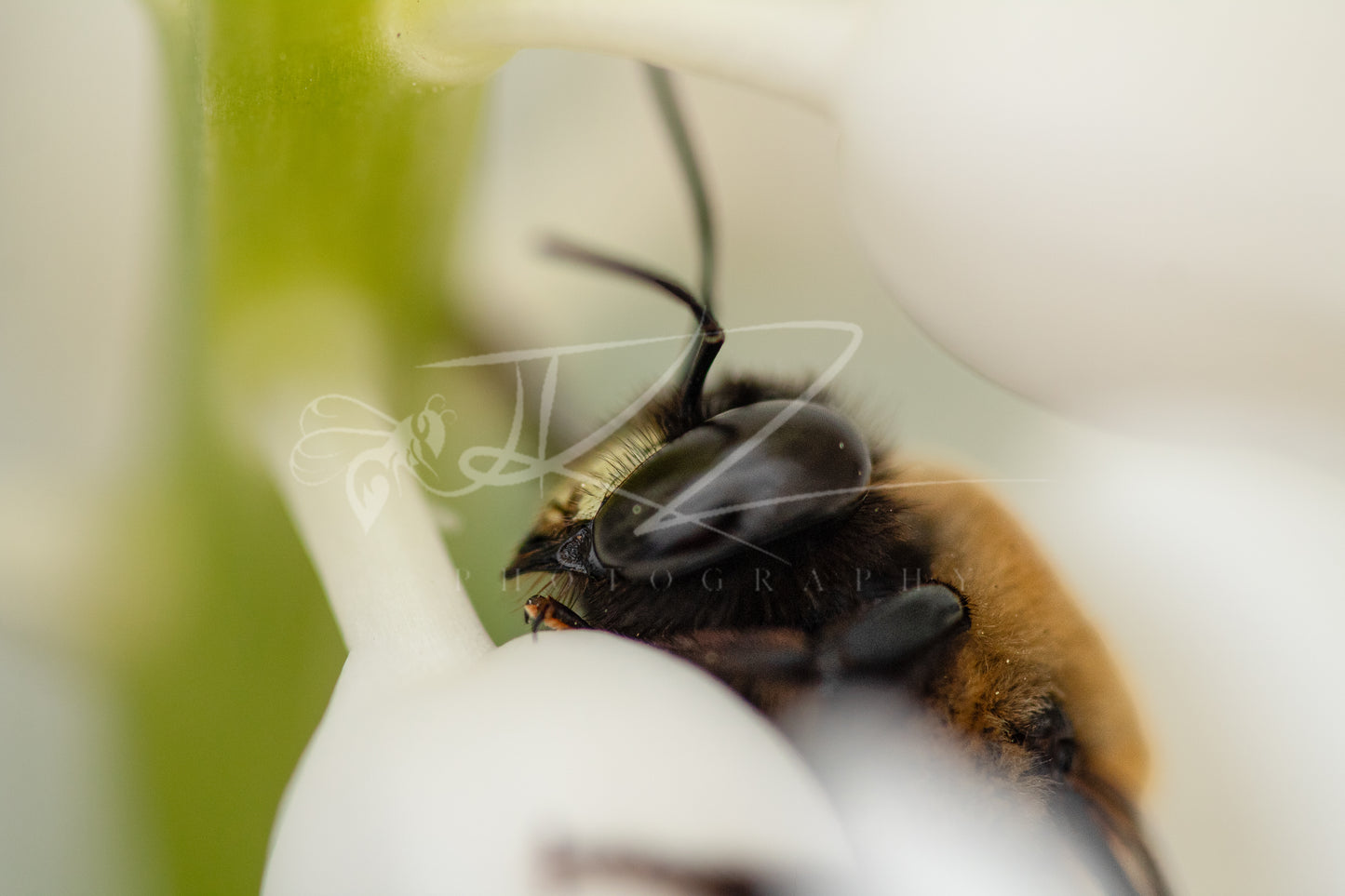 Golden Monarch: The Male Carpenter Bee III
