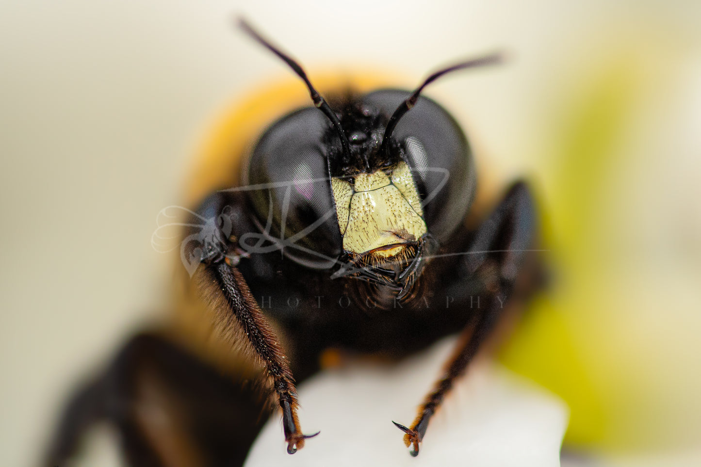 Golden Monarch: The Male Carpenter Bee II