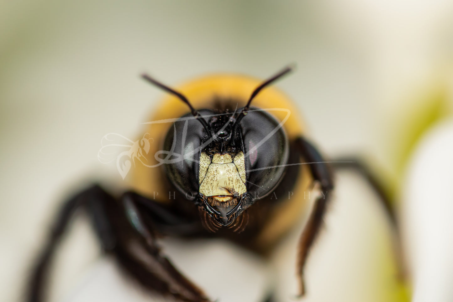Golden Monarch: The Male Carpenter Bee I