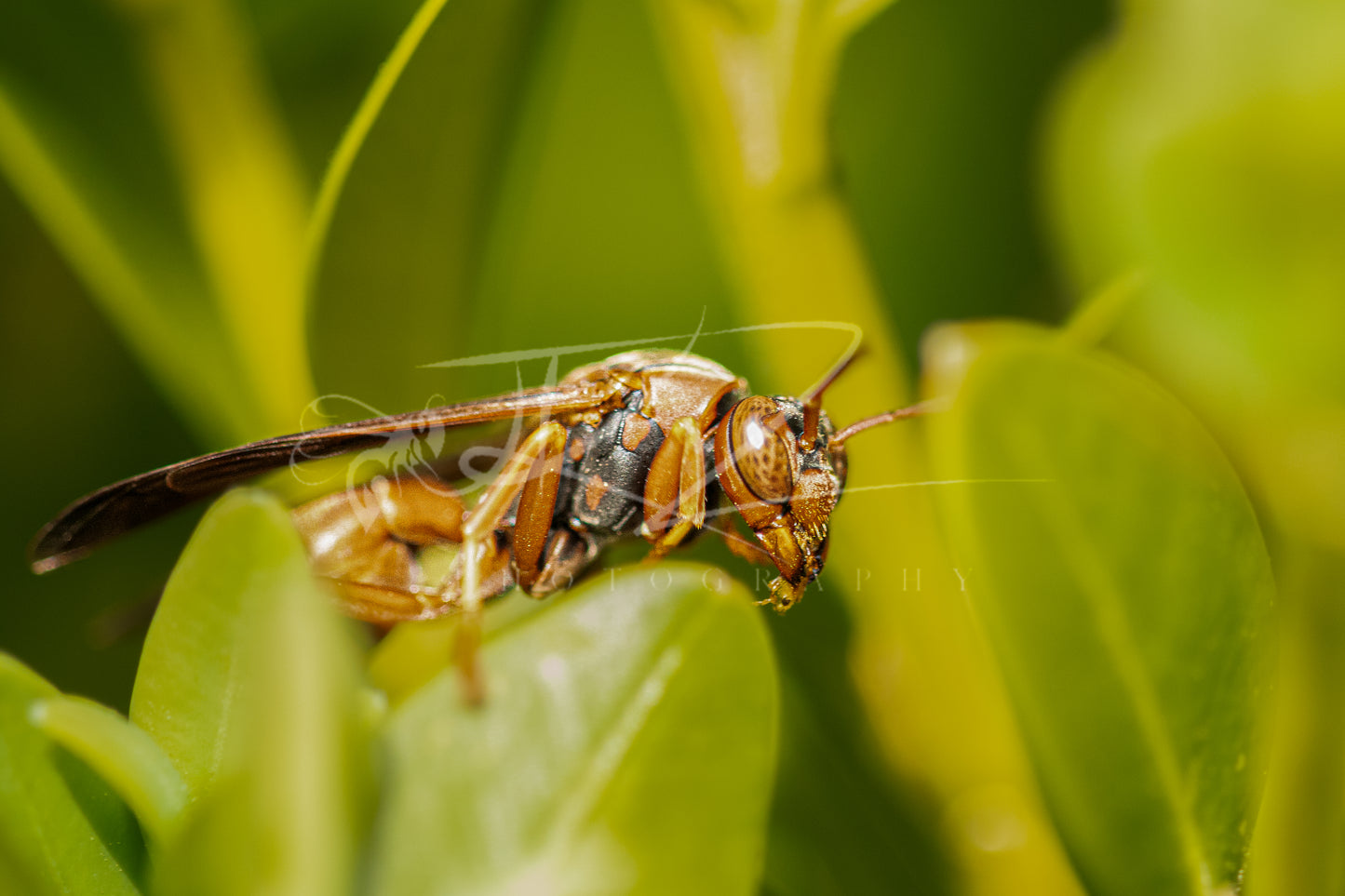 Between Light and Leaf – Paper Wasp I