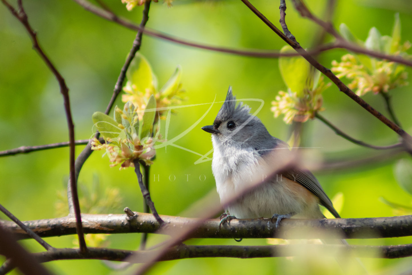Soft Bloom, Still Bird – Tufted Titmouse