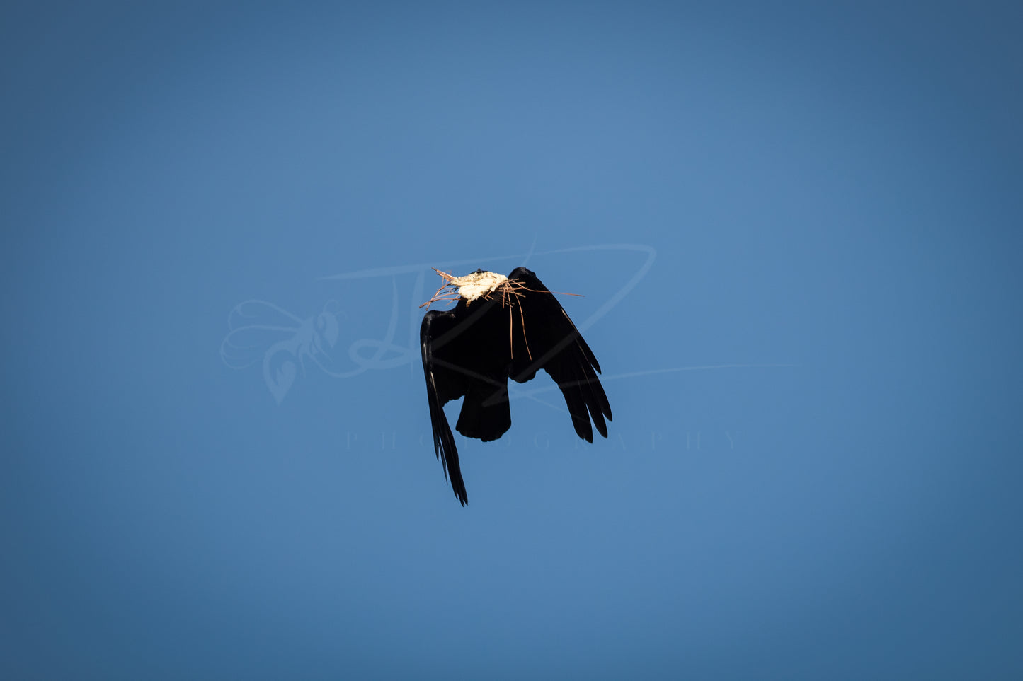 Skybound Architect - American Black Hawk