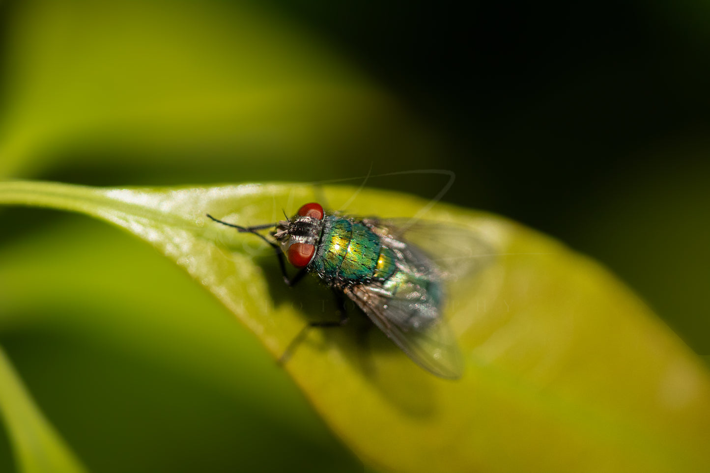 Green Bottle Fly I