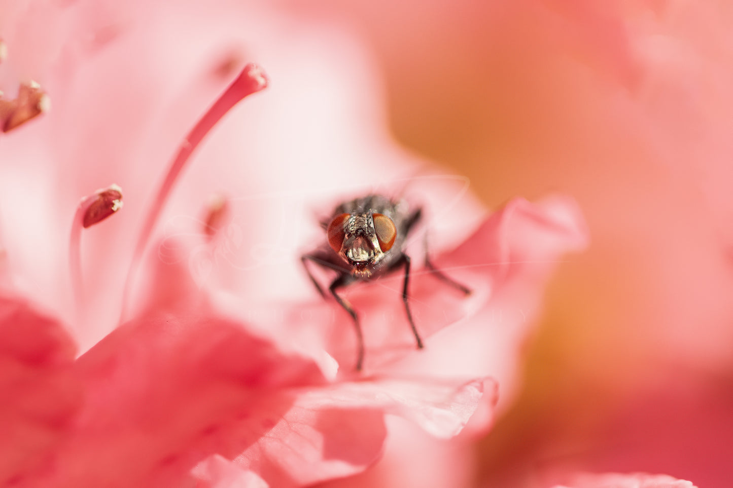 Housefly Among Azaleas I