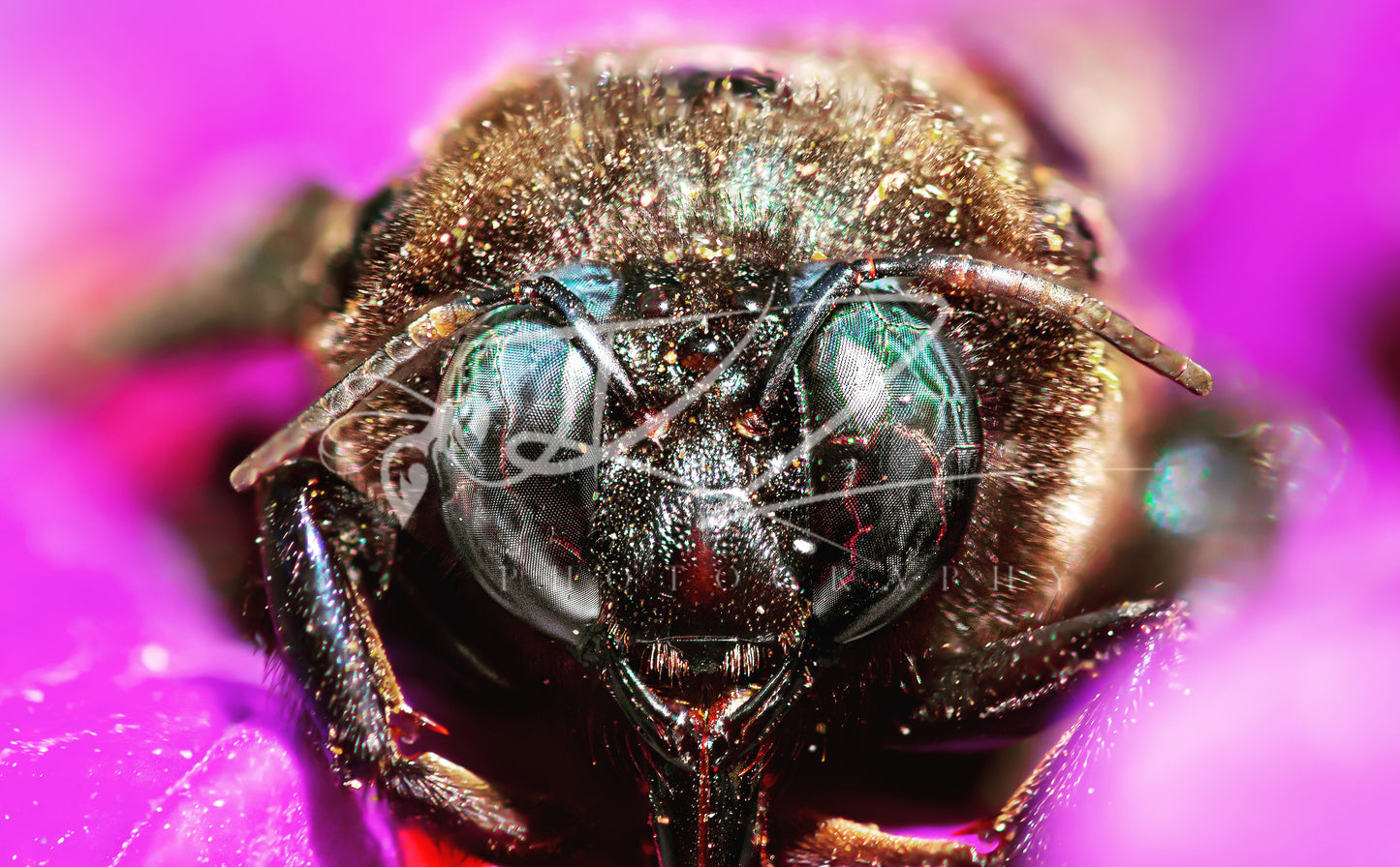 Nebula-Eyed Nomad (Digital Download)
