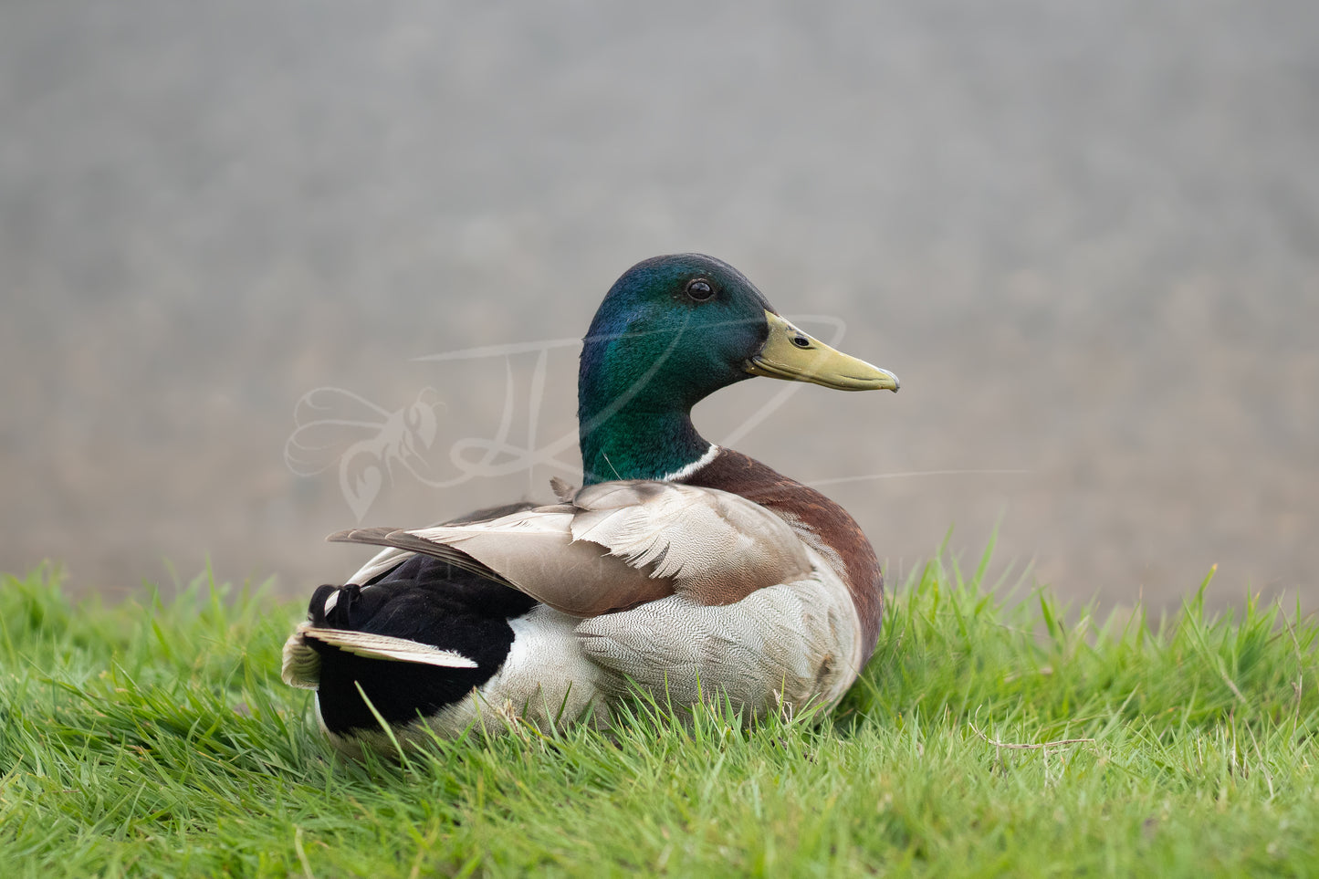 Drake Mallard I