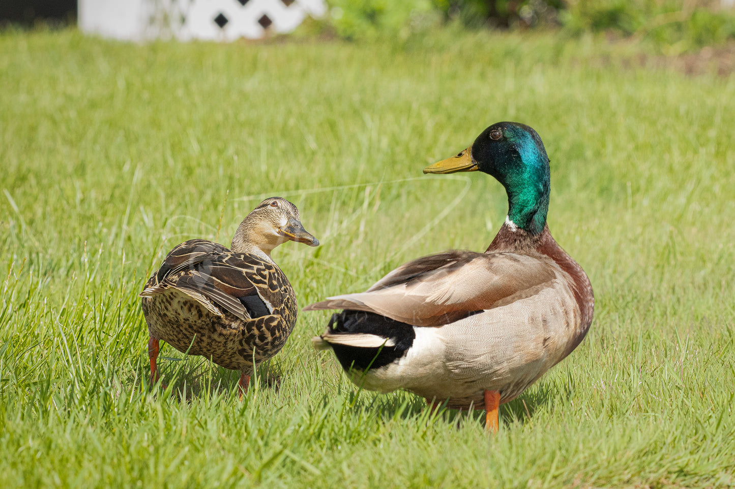 Love Among Mallards I