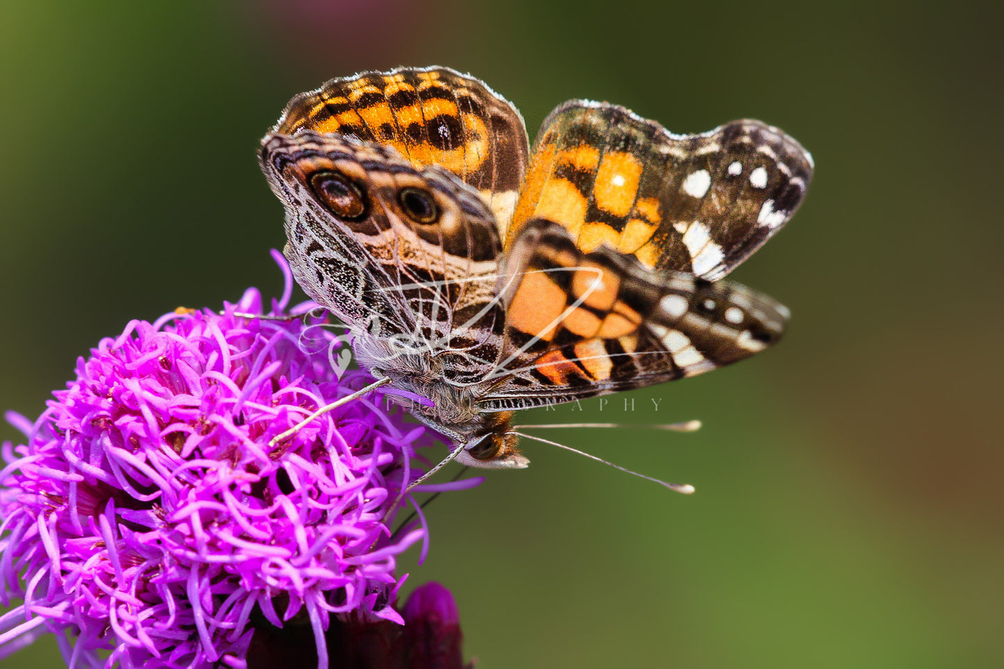 Fluttering Bright, a Painted Delight