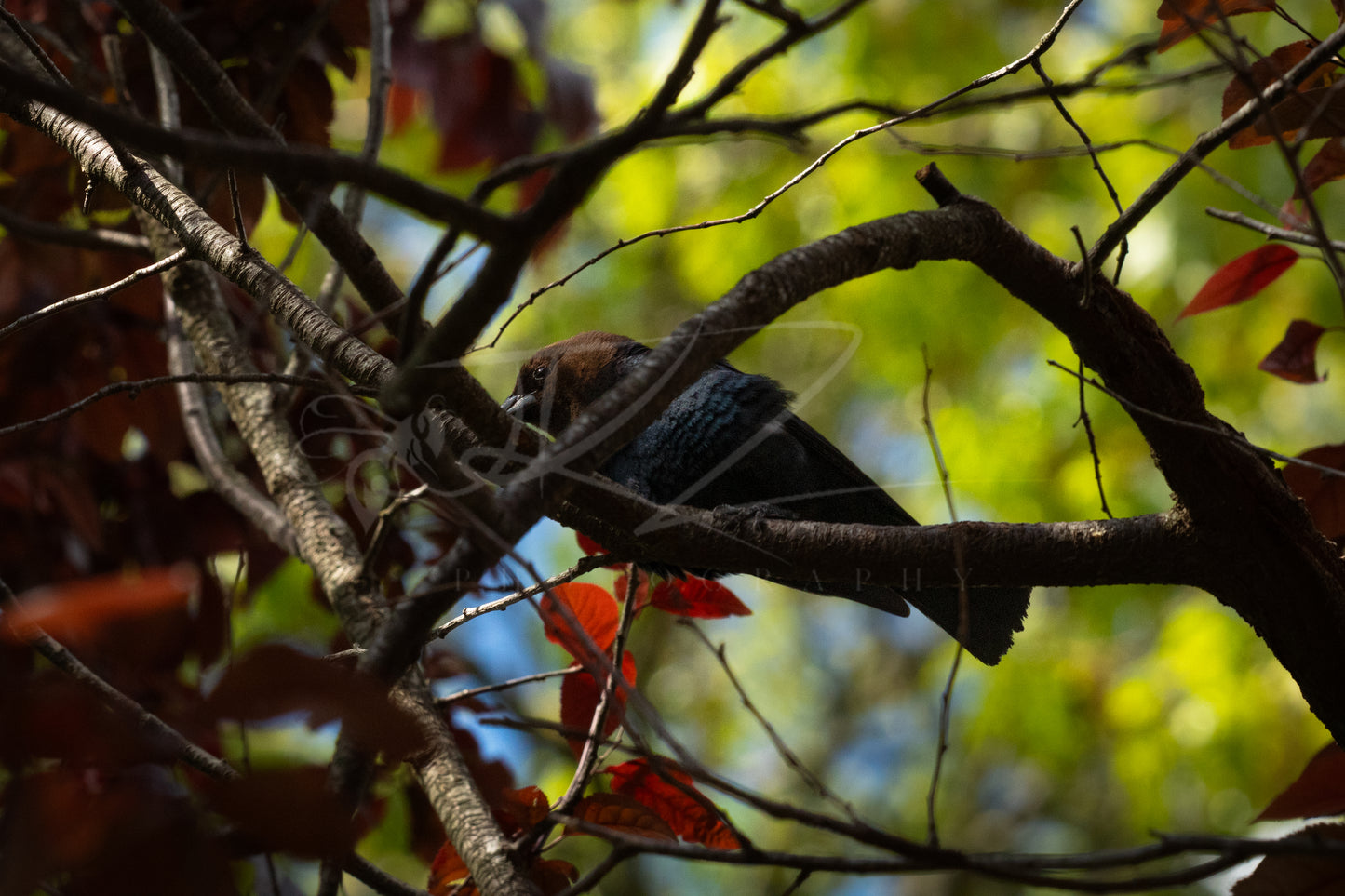 Brown-Headed Cowbird I