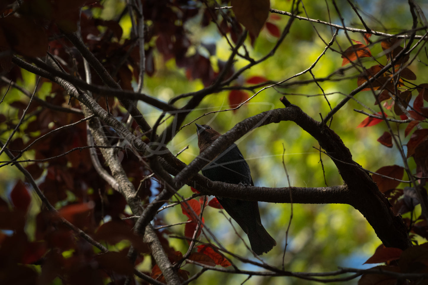 Brown-Headed Cowbird II