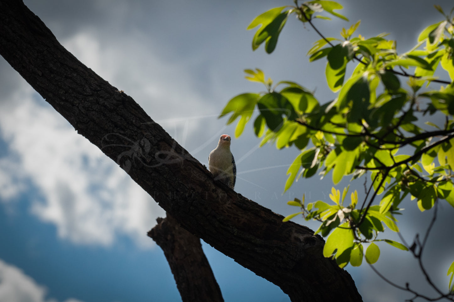Red-Bellied Woodpecker I