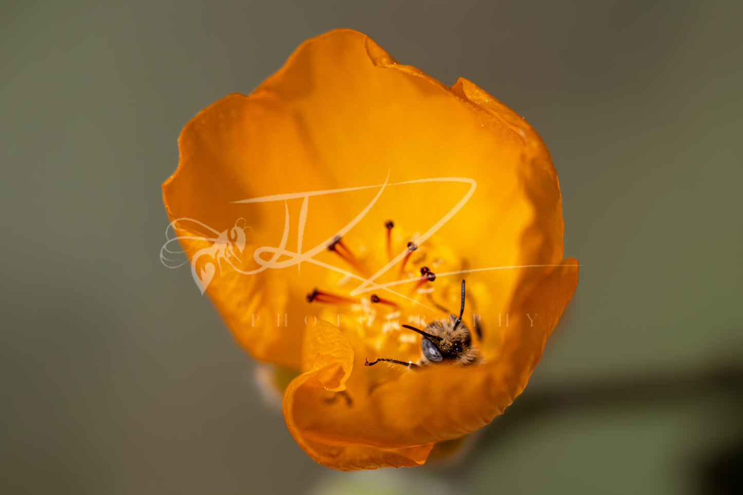 Amber Ascent