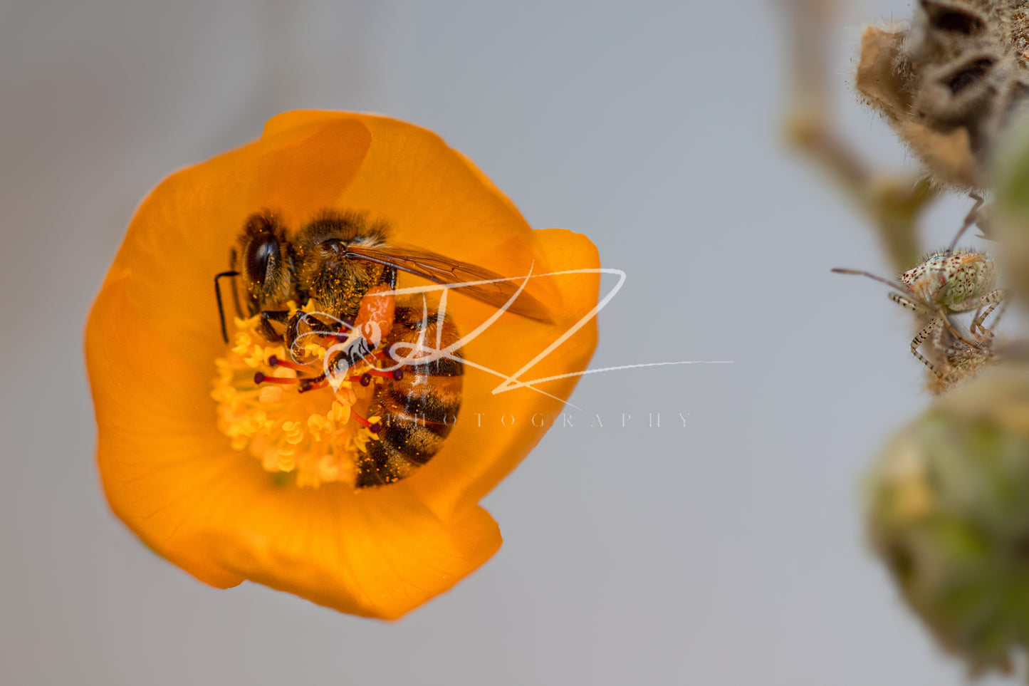 A Golden Haven (Digital Download)