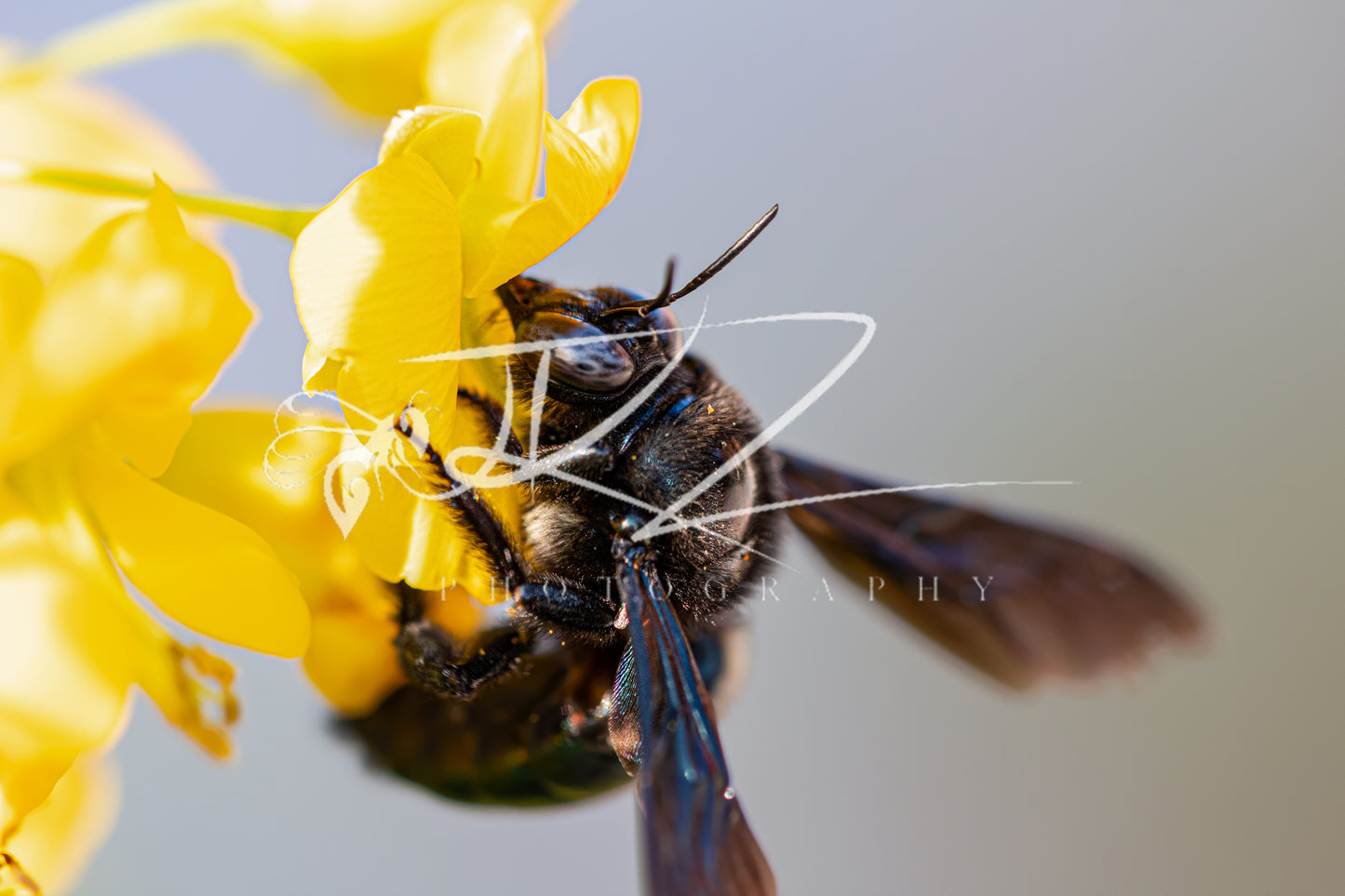 Shadowed Nectar