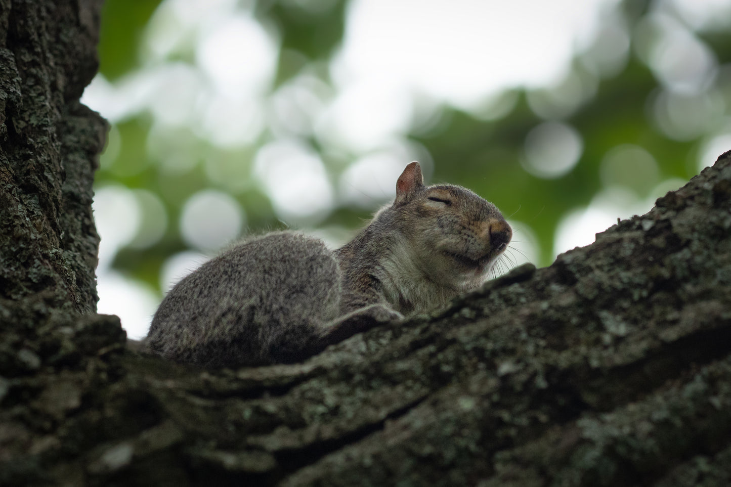 Eastern Gray Squirrel II