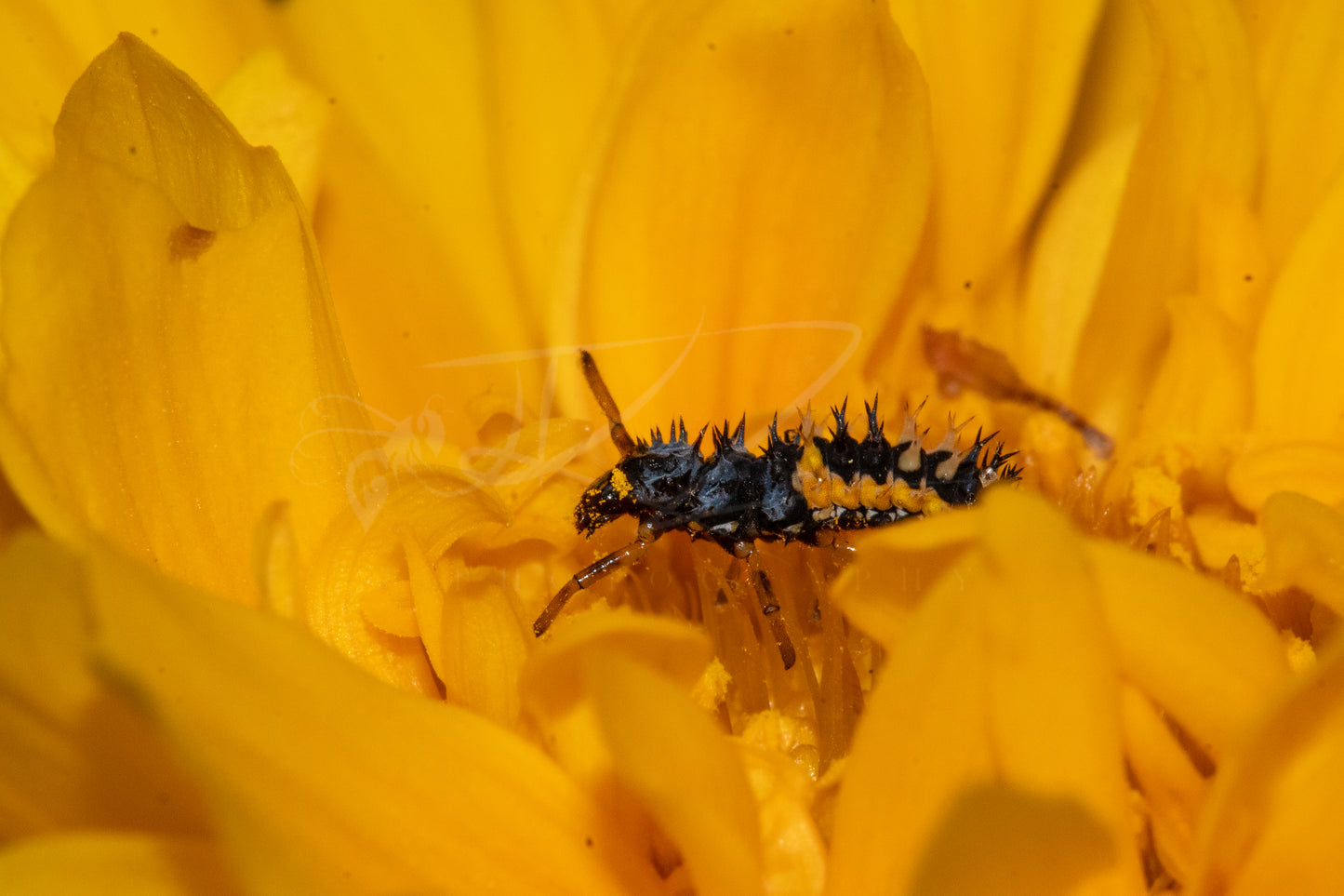 Ladybird Beetle Larvae III