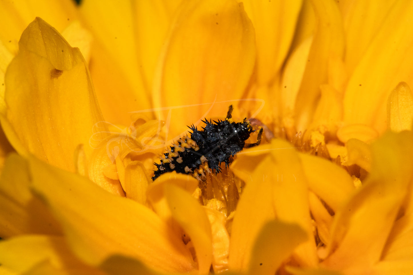 Ladybird Beetle Larvae IV
