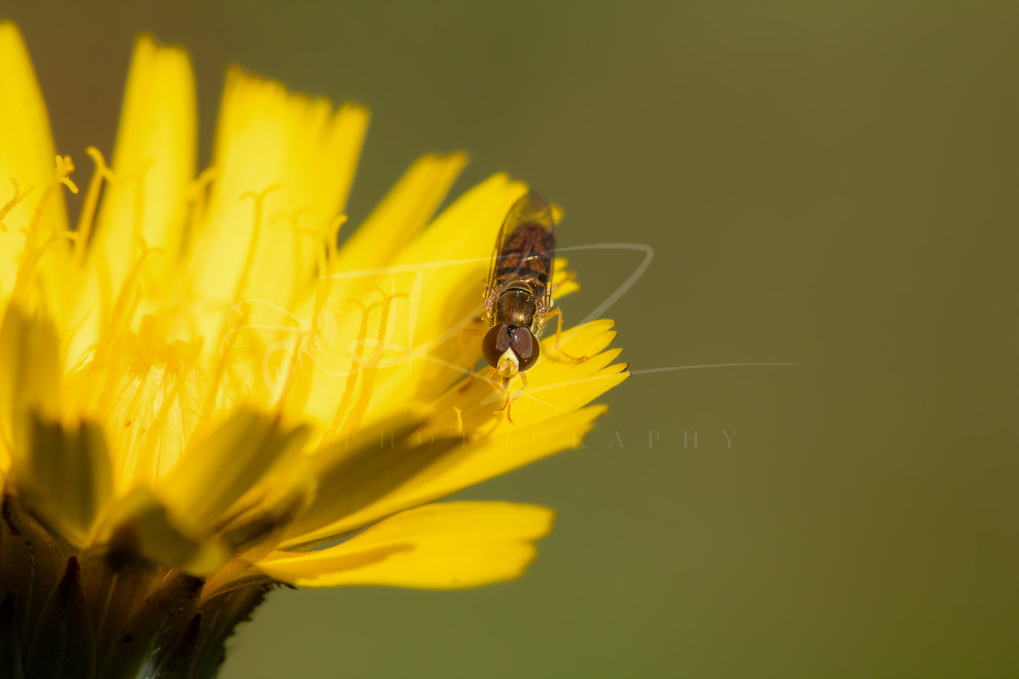 Hoverfly on Dandelion II
